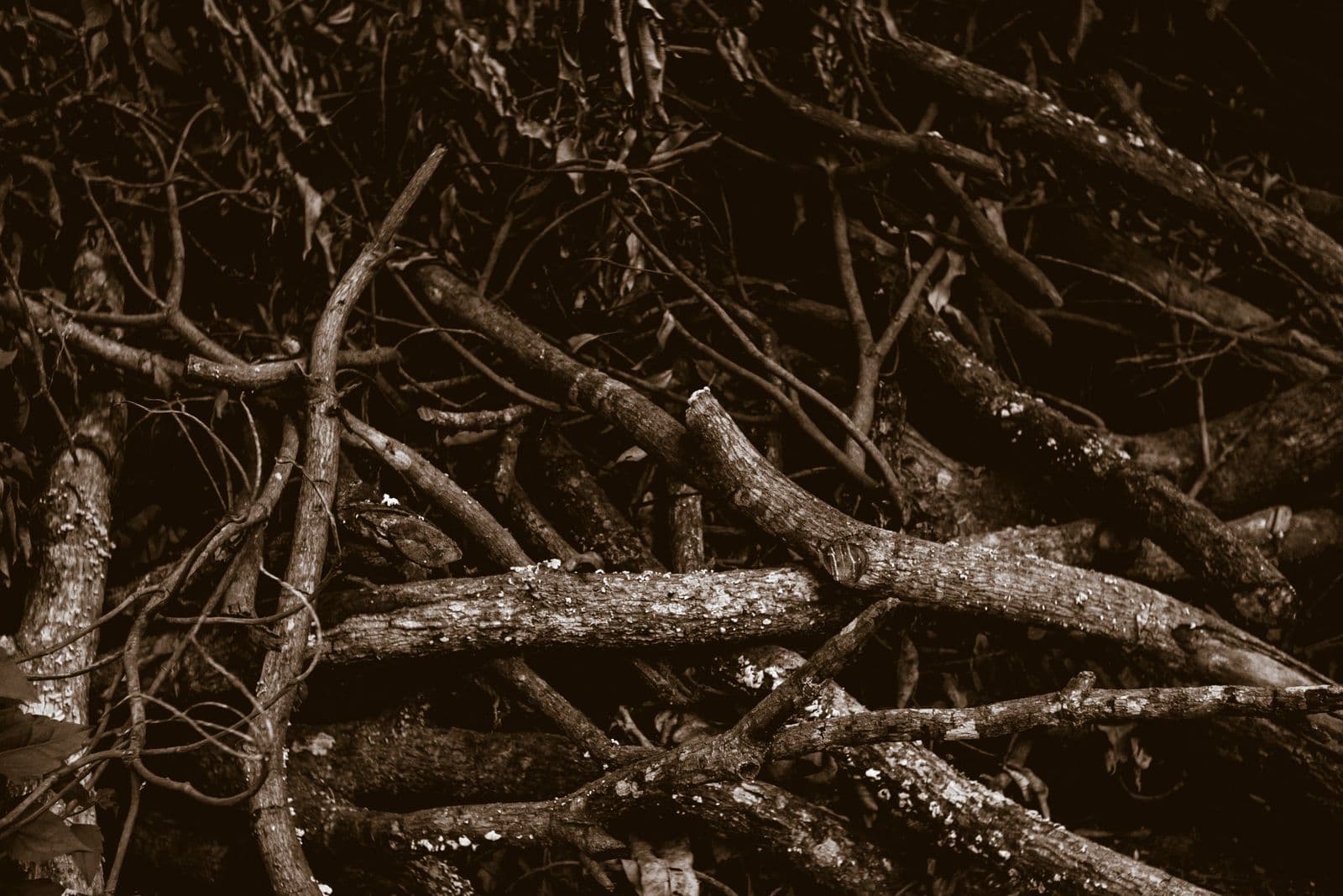 A pile of cut branches and twigs